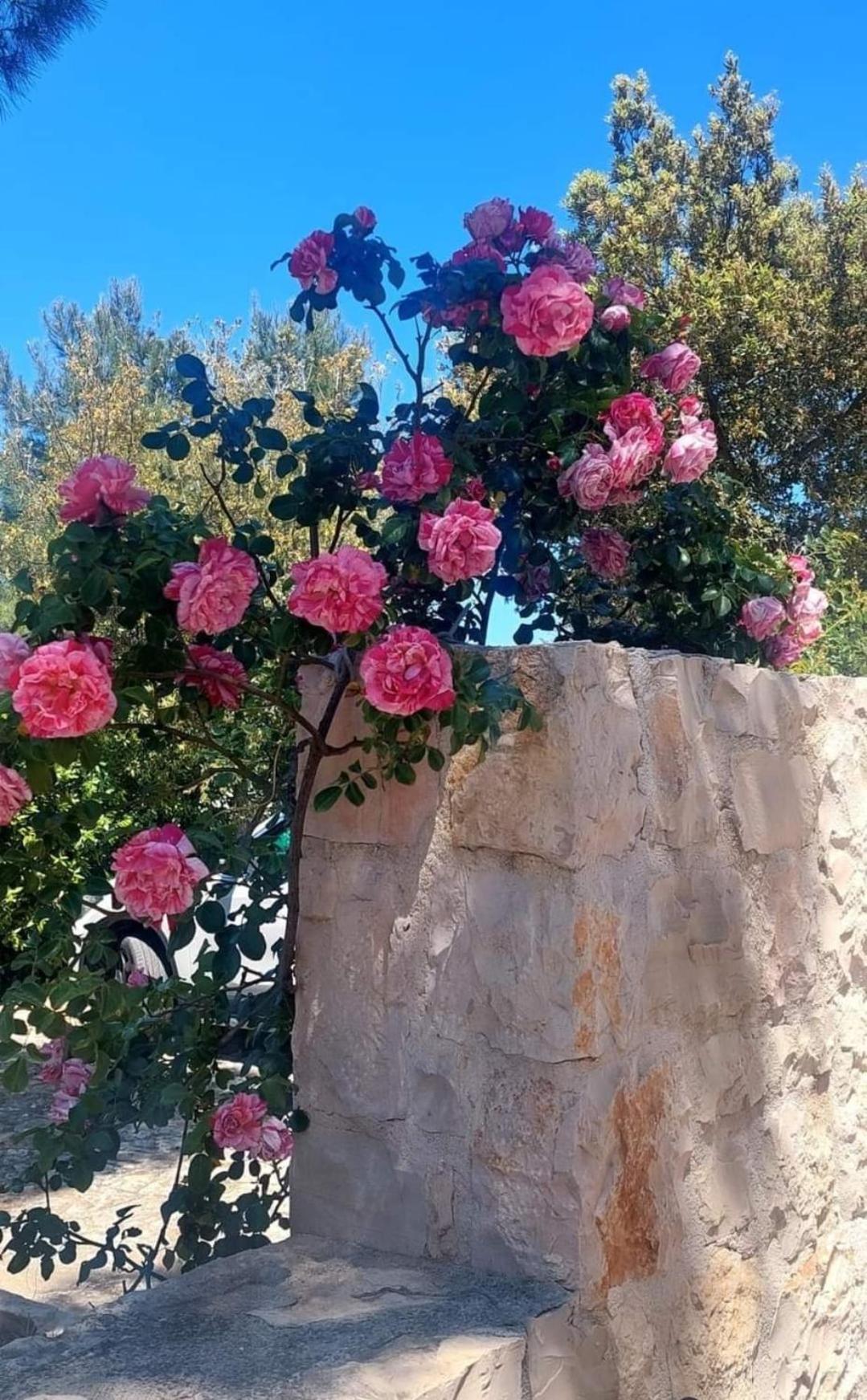 CozzanaIl Trullo Delle Rose, Monopoli By Il Pumo Di Puglia别墅 外观 照片