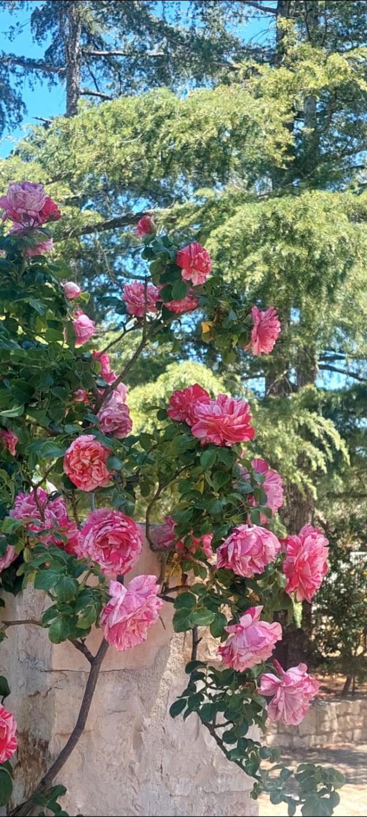 CozzanaIl Trullo Delle Rose, Monopoli By Il Pumo Di Puglia别墅 外观 照片